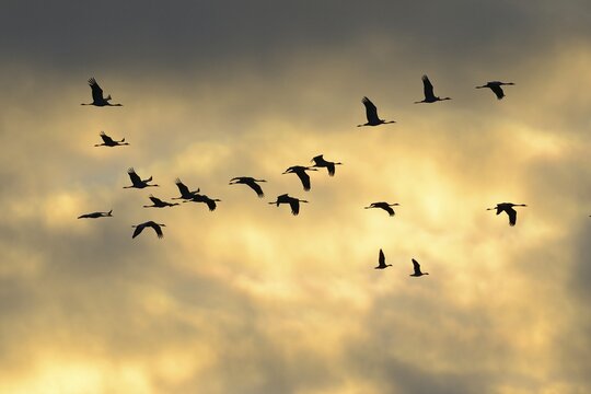 Cranes (Grus grus) in flight, Brandenburg, Germany