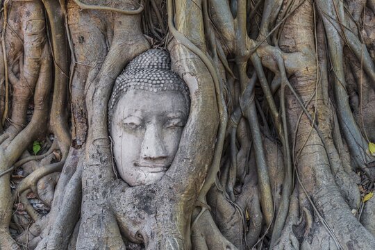 Buddha statue head ingrown in strangler fig roots (Ficus religiosa), Wat Mahathat, Ayutthaya, Central Thailand