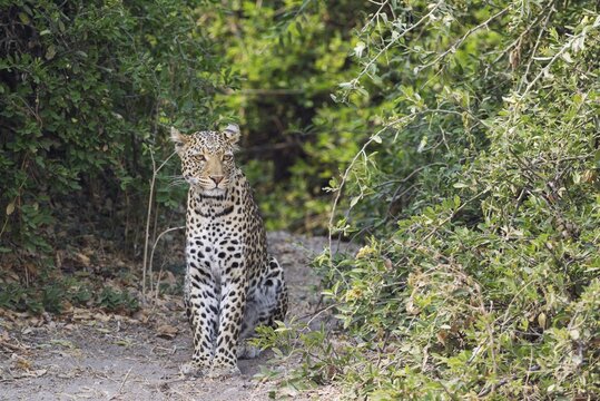 Leopard (Panthera pardus), male, Chobe National Park, Botswana
