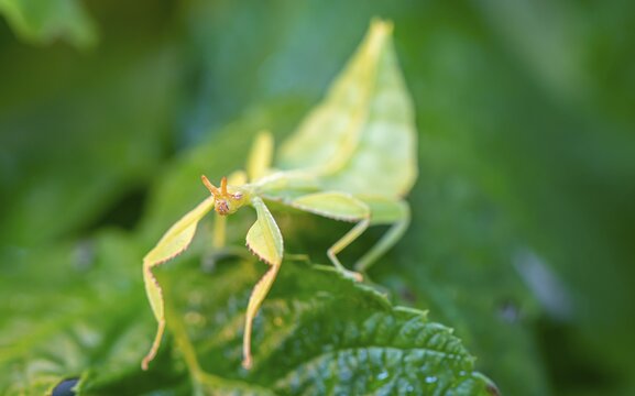 Leaf insect (Phyllium Bioculatum) on a leaf, captive, Germany
