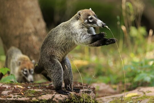 White-trunked coati (Nasua narica), white-trunked bear, adult, upright, foraging, captive, Central America, Latin America