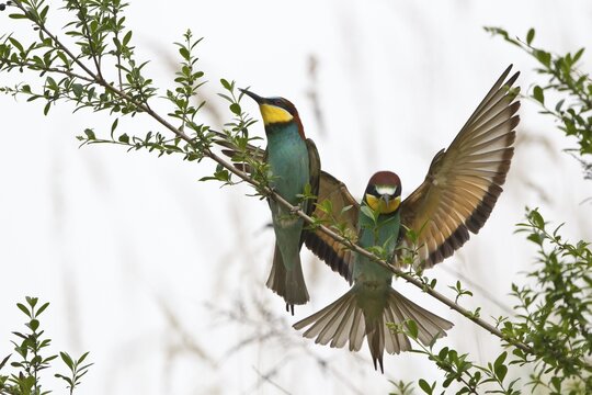 Two Bee-eaters (Merops apiaster) perched on a twig, Saxony-Anhalt, Germany