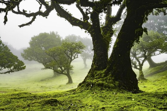 Laurel trees overgrown with moss and plants in the mist, Old laurel forest, stinkwood (Ocotea foetens), Laurisilva, UNESCO World Heritage Site, Fanal, Madeira, Portugal