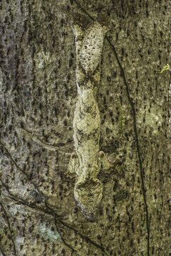 Leaf-tailed Gecko (Uroplatus fimbriatus), Madagascar