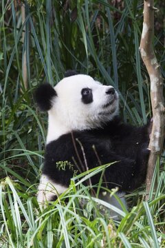 Giant Panda (Ailuropoda melanoleuca), 2 years, China Conservation and Research Centre for the Giant Panda, Chengdu, Sichuan, China