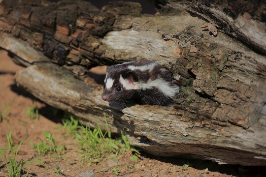 Eastern spotted skunk (Spilogale putorius) looks out of rotten trunk, adult, alert, Pine County, Minnesota, USA