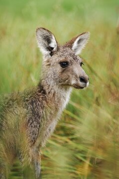 Western Gray Kangaroo (Macropus fuliginosus), Australia