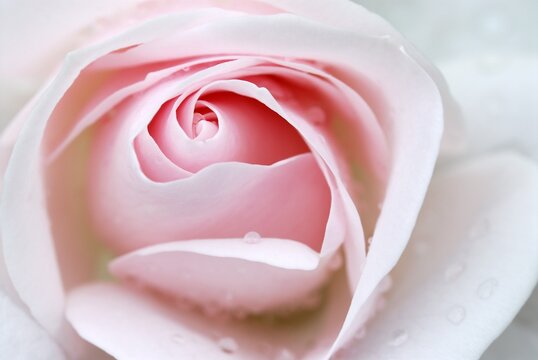 Rose bloom (Rosa), Regional Garden Show, Ulm, Baden-Wuerttemberg, Germany, Europe