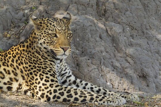 Leopard (Panthera pardus), resting male, Chobe National Park, Botswana