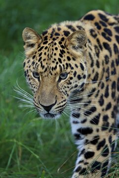 Amur Leopard (Panthera pardus orientalis), adult, native to Asia, captive, England, United Kingdom