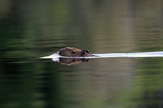 Capybara (Hydrochoerus hydrochaeris), adult, in the water, swimming, Pantanal, Mato Grosso, Brazil