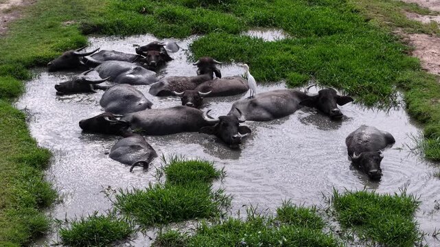 Drone footage shows water buffaloes lying and cooling in muddy pools on grassy land.