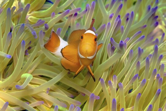 Fake Clownfish , in (Heteractis magnifica), Andaman Sea, Mu Ko Similan National Park, Similan Islands, Phang Nga Province, Thailand