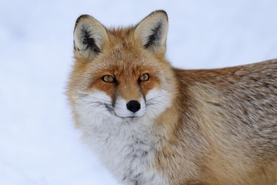 Red Fox (Vulpes vulpes), portrait