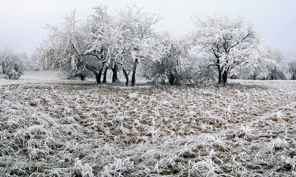 Group of trees covered in frost, Eichstaett, Bavaria, Germany, Europe