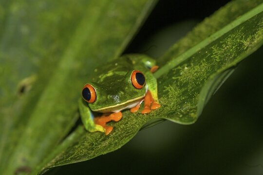 Red-eyed tree frog (Agalychnis callidryas), Arenal Observatory Lodge, Fortuna, Alajuela Province, Costa Rica