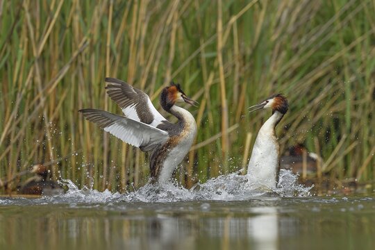 Great crested grebe (Podiceps cristatus), fighting, territorial dispute, Lake Lucerne, Canton Lucerne, Switzerland