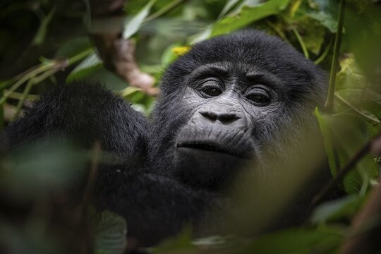 Mountain gorilla (Gorilla berengei berengei), Bwindi Impenetrable National Park, Uganda