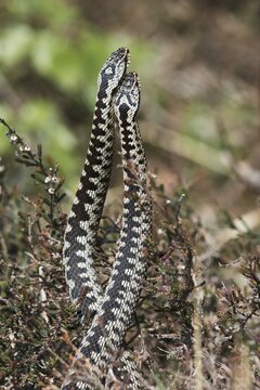 Common European vipers (Vipera berus), comment fight, Emsland, Lower Saxony, Germany