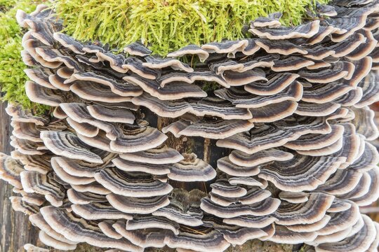 Turkey tail (Trametes versicolor) on tree stump, Germany