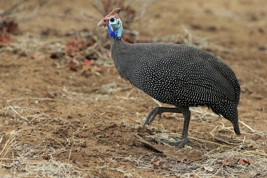 Helmeted Guineafowl (Numida meleagris), adult, walking, Kruger National Park, South Africa