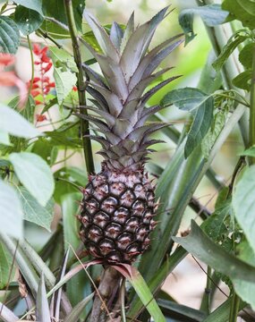 Pineapple plant with fruit (Ananas comosus), Spice Garden, Kumily, Kerala, India
