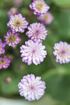 Pink-white Hepatica or Liverwort (Hepatica), cultivar, close-up