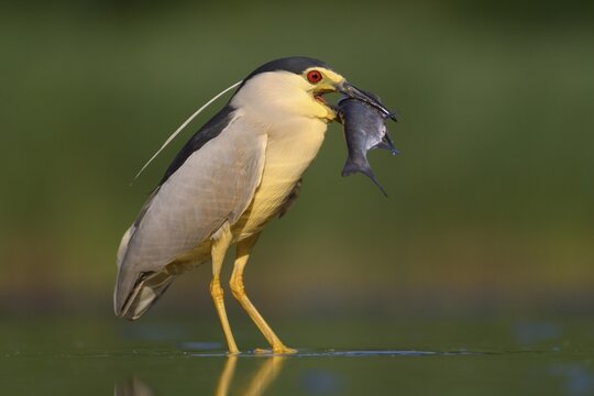 Black-crowned night heron (Nycticorax nycticorax), adult heron with prey, fish, Kiskuns&aacute;g National Park, Hungary