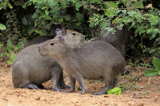 Capybara (Hydrochoerus hydrochaeris), young animals, on land, Pantanal, Mato Grosso, Brazil
