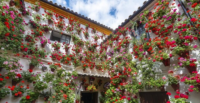 Many red geraniums in flower pots on the house wall, decorated inner courtyard, Fiesta de los Patios, C&oacute;rdoba, Andalusia, Spain