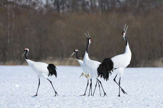 Red-crowned Cranes, Japanese Cranes or Manchurian Cranes (Grus Japonensis), mating call, Kushiro-Shitsugen-Nationalpark, Kushiro, Hokkaido, Japan