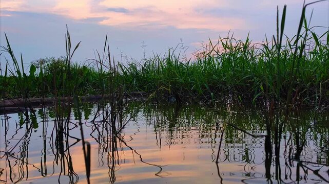 Tranquil vertical view of reeds reflecting in a calm lake at dusk. Beautiful sunset sky colors over a natural marshland or swamp environment.