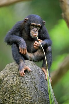 Chimpanzee, (Pan troglodytes troglodytes), kitten, uses tool, eating, captive, occurrence Africa