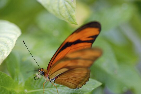 Orange butterfly is sitting on a leave, Dione Juno, , butterfly, Nymphalidae,