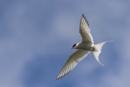 Arctic tern (Sterna paradisaea) in flight, Strandir, Westfjords, Iceland