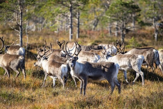Reindeer (Rangifer tarandus), Efjord, Tysfjord, Ofoten, Nordland, Norway
