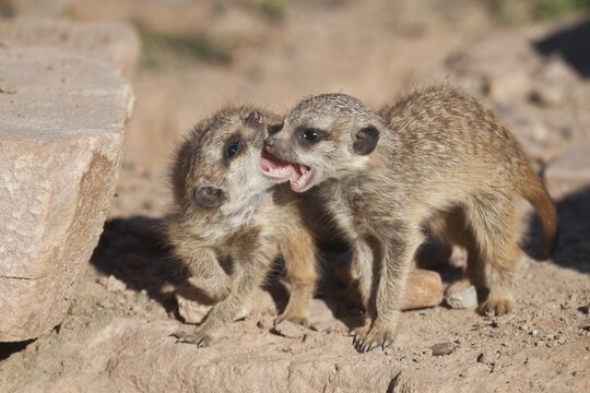 Meerkat or Suricate (Suricata suricatta), two pups playing, captive, Germany