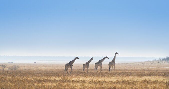 Giraffe (Giraffa camelopardis), Etosha National Park, Namibia