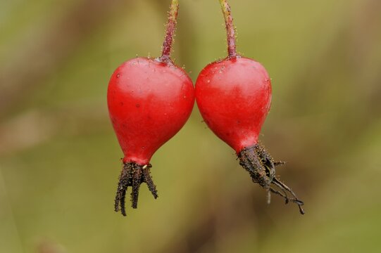 Fruits of Dog Rose (Rosa canina)