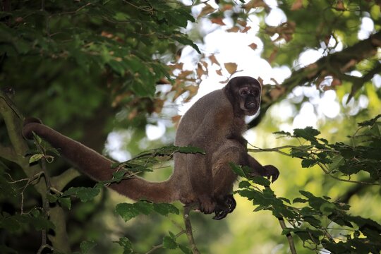 Brown woolly monkey (Lagothrix lagotricha), adult, sitting in a tree, captive