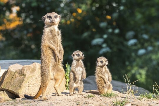 Meerkat (Suricata suricatta) with two young, captive, North Hesse, Hesse, Germany