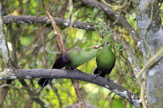 Guinea Turacos (Tauraco persa), adult on tree, native to Africa, captive