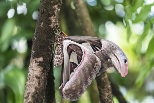Atlas moth (Attacus atlas), captive