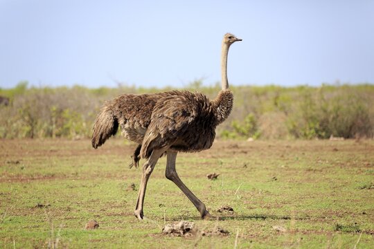 South African ostrich (Struthio camelus australis), adult, female, running, Kruger National Park, South Africa