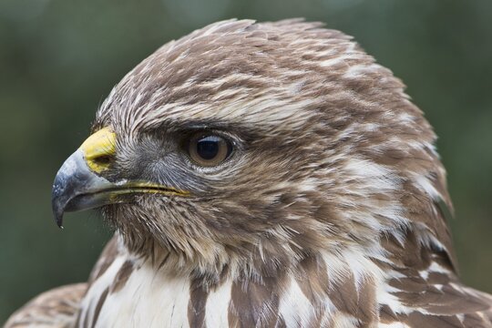 Steppe buzzard (Buteo buteo), portrait, Emsland, Lower Saxony, Germany