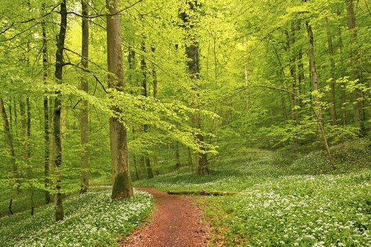 Hiking trail through Common beeches forest (Fagus sylvatica), with flowering Ramsons (Allium ursinum), Sihlwald Wilderness Park, Canton Zurich, Switzerland