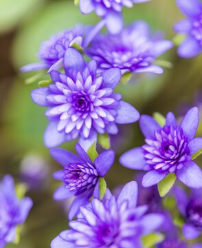 Purple Hepatica or Liverwort (Hepatica), cultivar, close-up