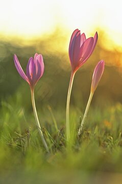 Meadow saffron (Colchicum autumnale) in the morning light, nature reserve Reussspitz, canton Zug, Switzerland