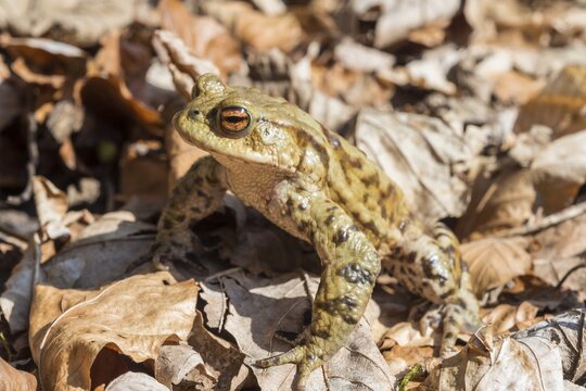 Common toad (Bufo bufo) between leaves, mating season, Stallauer Weiher, Bavaria, Germany