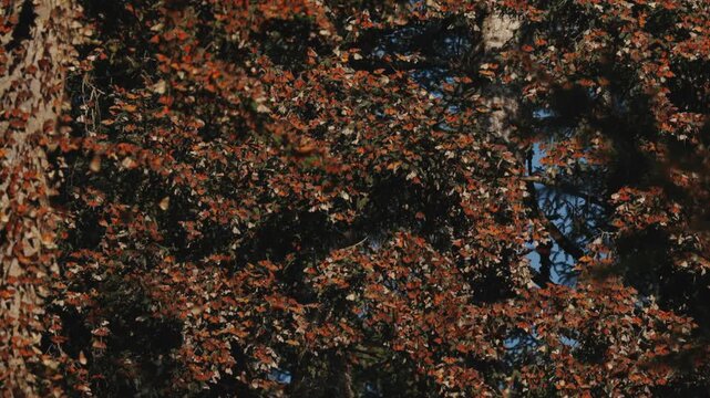 Monarch butterflies cluster by the thousands in Mexico, glowing on trees under the sunset. They rise in clouds, dance in the air, and return to leaves and grass, creating a mesmerizing migration scene